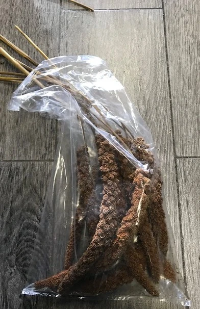 Franske Røde Hirsekolber 10 stk